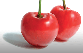 Cherry Vector Illustration